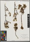 Foto von Salix waldsteiniana Willd.